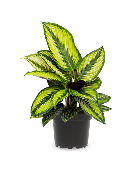 Calathea