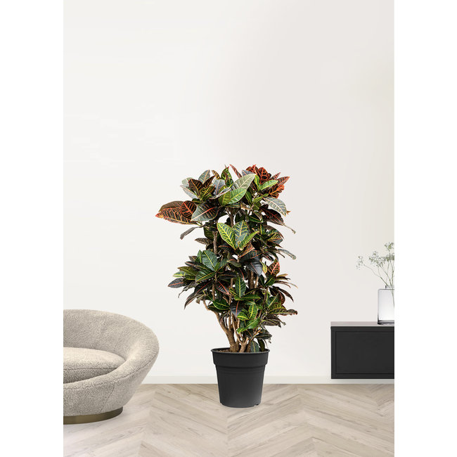 Croton Wonderstruik XXL