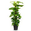 Epipremnum Scindapsus M