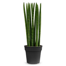 Sansevieria Cylindria M