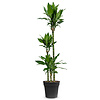 Dracaena fragrans