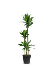 Dracaena fragrans