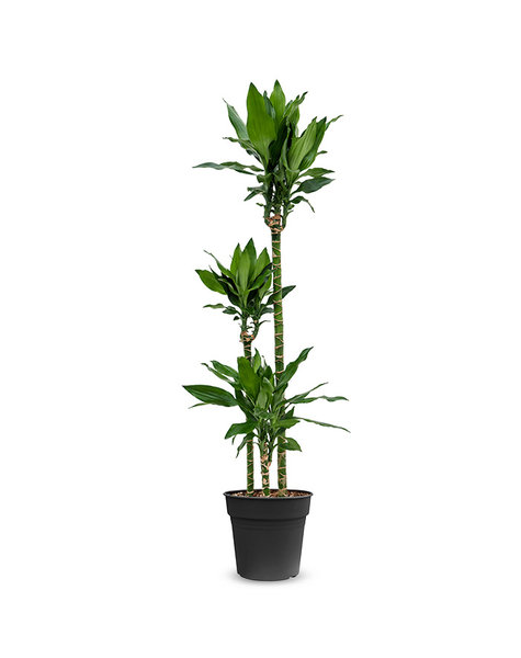 Dracaena