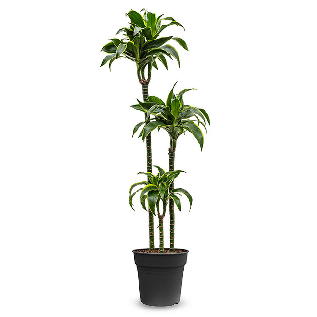 Dracaena fragrans dorado