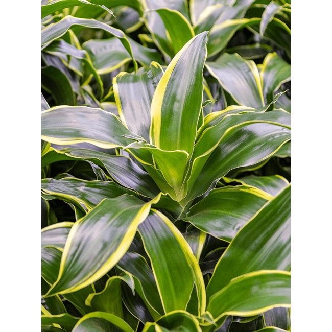 Dracaena fragrans dorado