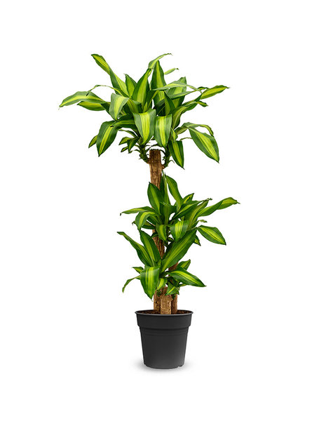 Dracaena