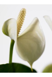 Babyplant Anthurium wit