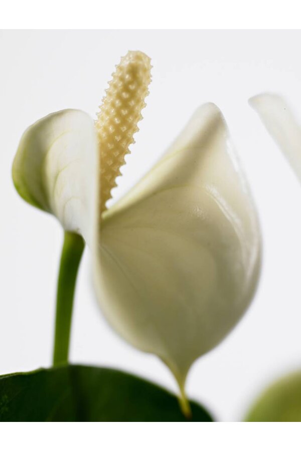 Babyplant Anthurium wit