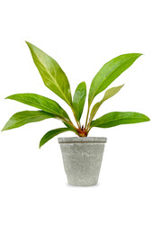 Babyplant Anthurium jungle king