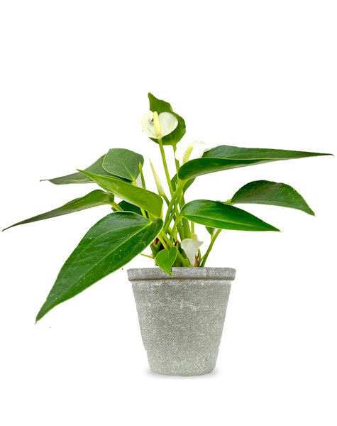 Babyplant Anthurium  wit