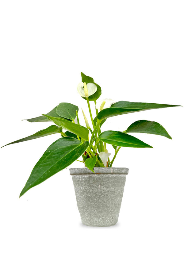 Babyplant Anthurium wit