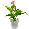 Babyplant Anthurium lilli