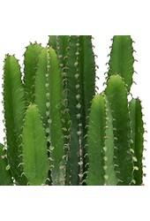 Euphorbia triangularis