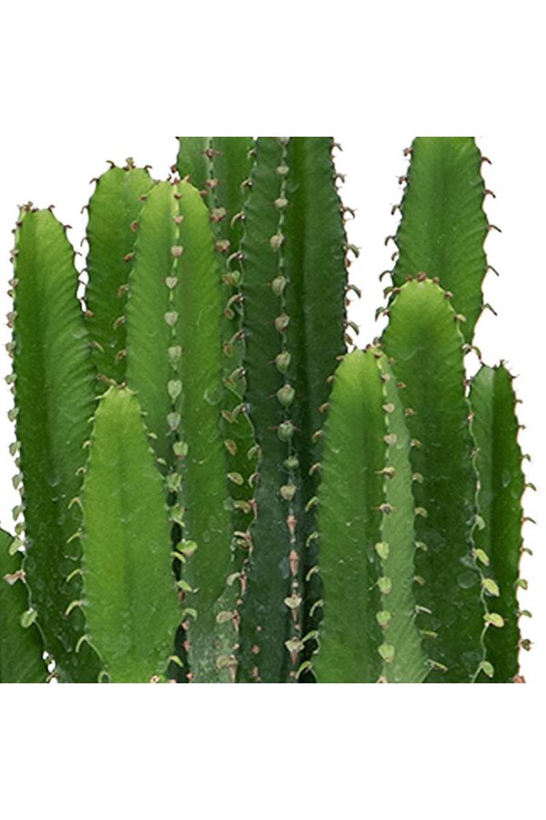 Euphorbia triangularis