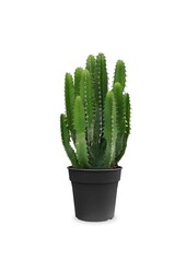 Euphorbia triangularis