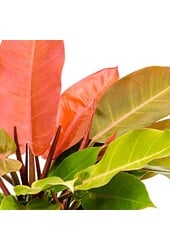 Philodendron 'Prince of Orange'