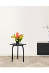 Philodendron 'Prince of Orange'