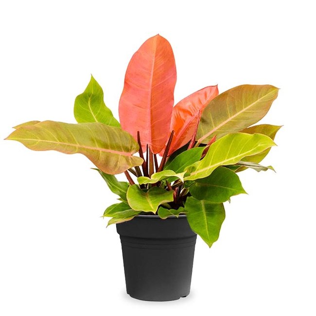 Philodendron 'Prince of Orange'