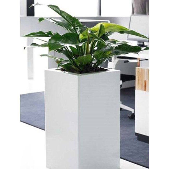 Philodendron Narrow