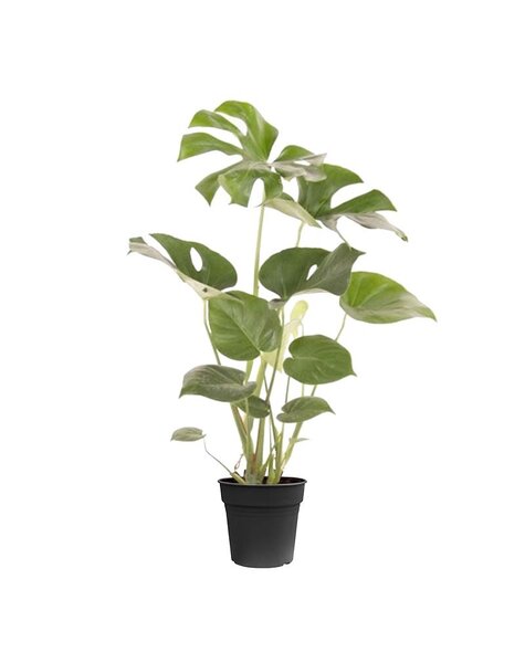Monstera