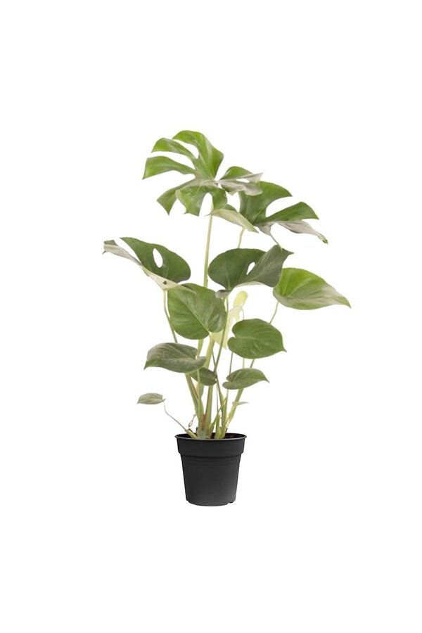Monstera Deliciosa Struik