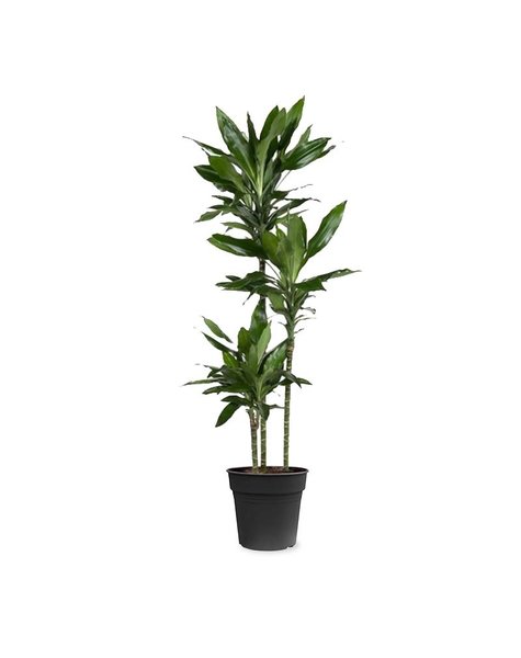 Dracaena