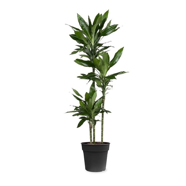 Dracaena Janet