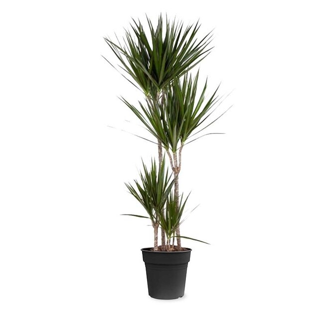 Dracaena Marginata