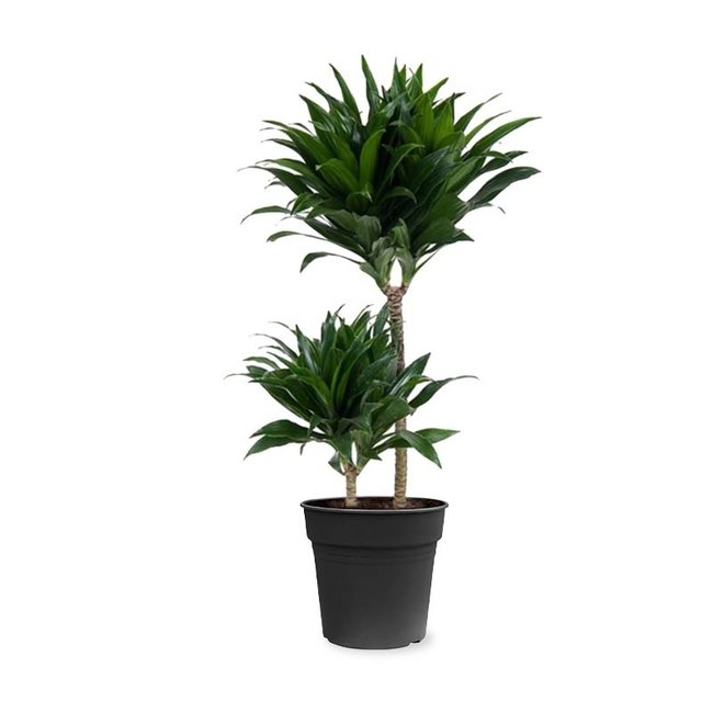 Dracaena Fragans Compacta