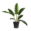 Philodendron Narrow