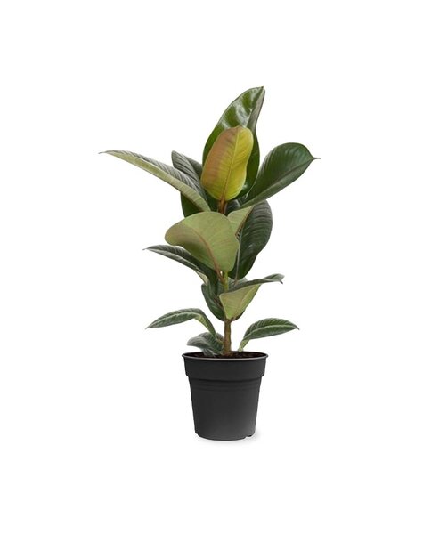 Ficus Elastica