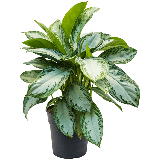 Aglaonema Silver Bay