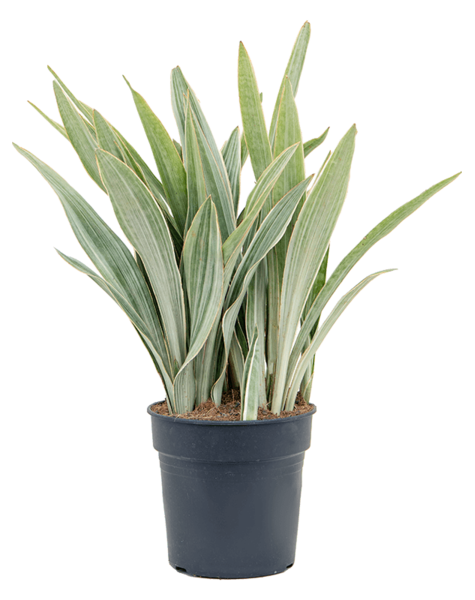 Sansevieria