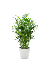 Kentiapalm in Zelfwatergevende Classico