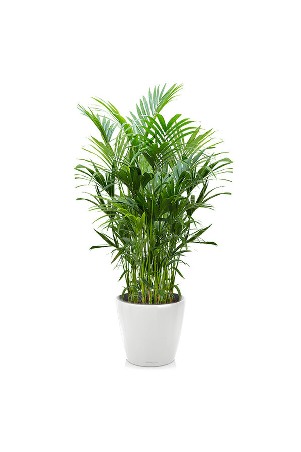 Kentiapalm in Zelfwatergevende Classico
