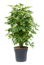 Schefflera vertakt M