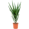 Aloe vera bainesii