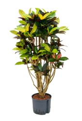 Hydroplant Croton (codiaeum) iceton
