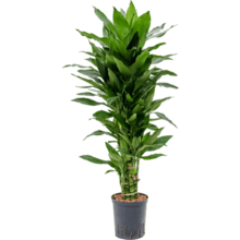 Hydroplant Dracaena