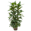 Hydroplant Ficus cyathistipula