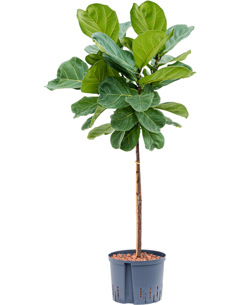 Hydroplant Ficus Lyrata