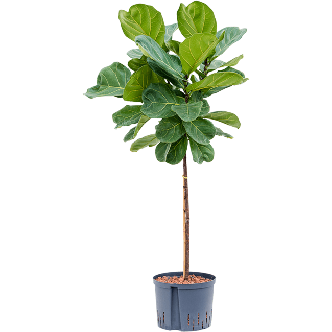 Hydroplant Ficus Lyrata