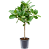 Ficus Benghalensis Audrey