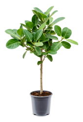 Ficus Benghalensis Audrey