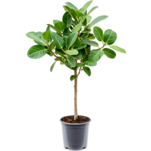 Ficus