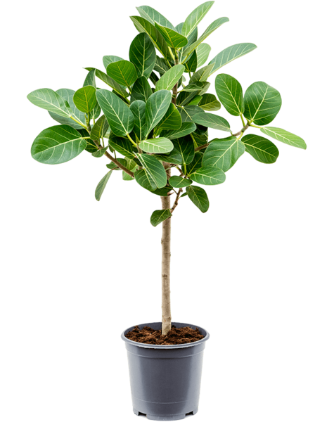 Ficus