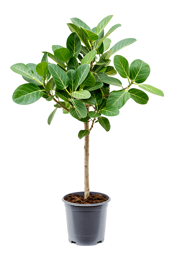 Ficus Benghalensis Audrey