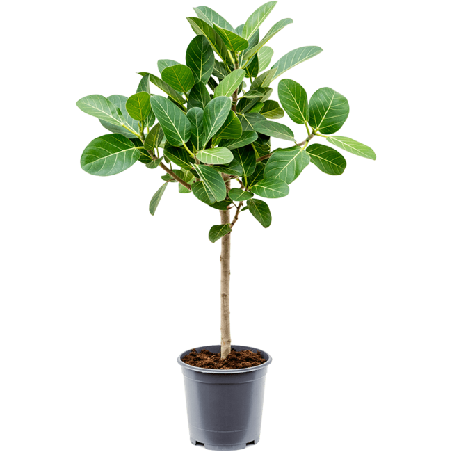 Ficus Benghalensis Audrey