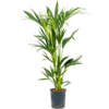 Hydroplant Kentia (howea) forsteriana