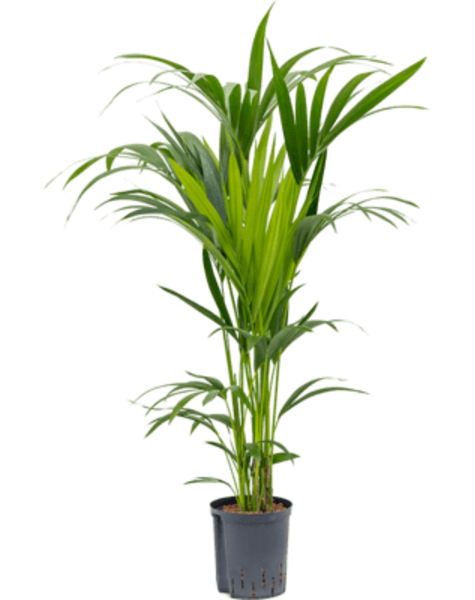Hydroplant Howea Forsteriana